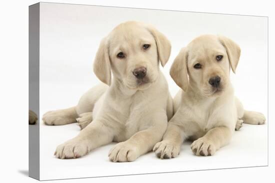 Yellow Labrador Retriever Puppies, 9 Weeks, Looking Quizzical-Mark Taylor-Stretched Canvas