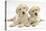 Yellow Labrador Retriever Puppies, 9 Weeks, Looking Quizzical-Mark Taylor-Stretched Canvas