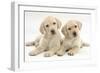 Yellow Labrador Retriever Puppies, 9 Weeks, Looking Quizzical-Mark Taylor-Framed Photographic Print