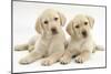 Yellow Labrador Retriever Puppies, 9 Weeks, Looking Quizzical-Mark Taylor-Mounted Photographic Print