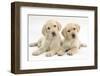 Yellow Labrador Retriever Puppies, 9 Weeks, Looking Quizzical-Mark Taylor-Framed Photographic Print