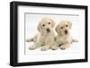 Yellow Labrador Retriever Puppies, 9 Weeks, Looking Quizzical-Mark Taylor-Framed Photographic Print