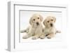 Yellow Labrador Retriever Puppies, 9 Weeks, Looking Quizzical-Mark Taylor-Framed Photographic Print