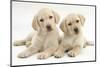 Yellow Labrador Retriever Puppies, 9 Weeks, Looking Quizzical-Mark Taylor-Mounted Photographic Print