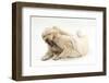 Yellow Labrador Retriever Puppies, 9 Weeks, Play-Fighting-Mark Taylor-Framed Photographic Print