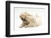 Yellow Labrador Retriever Puppies, 9 Weeks, Play-Fighting-Mark Taylor-Framed Photographic Print