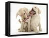 Yellow Labrador Retriever Puppies, 9 Weeks, Playing with a Ragger Toy-Mark Taylor-Framed Stretched Canvas