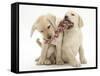 Yellow Labrador Retriever Puppies, 9 Weeks, Playing with a Ragger Toy-Mark Taylor-Framed Stretched Canvas