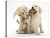 Yellow Labrador Retriever Puppies, 9 Weeks, Playing with a Ragger Toy-Mark Taylor-Stretched Canvas