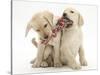 Yellow Labrador Retriever Puppies, 9 Weeks, Playing with a Ragger Toy-Mark Taylor-Stretched Canvas