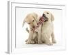 Yellow Labrador Retriever Puppies, 9 Weeks, Playing with a Ragger Toy-Mark Taylor-Framed Photographic Print