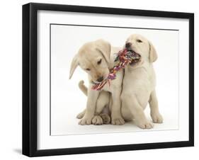 Yellow Labrador Retriever Puppies, 9 Weeks, Playing with a Ragger Toy-Mark Taylor-Framed Photographic Print