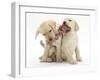 Yellow Labrador Retriever Puppies, 9 Weeks, Playing with a Ragger Toy-Mark Taylor-Framed Photographic Print