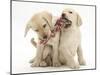 Yellow Labrador Retriever Puppies, 9 Weeks, Playing with a Ragger Toy-Mark Taylor-Mounted Photographic Print