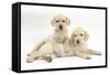 Yellow Labrador Retriever Puppies, 9 Weeks-Mark Taylor-Framed Stretched Canvas