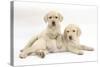 Yellow Labrador Retriever Puppies, 9 Weeks-Mark Taylor-Stretched Canvas