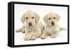 Yellow Labrador Retriever Puppies, 9 Weeks-Mark Taylor-Framed Stretched Canvas