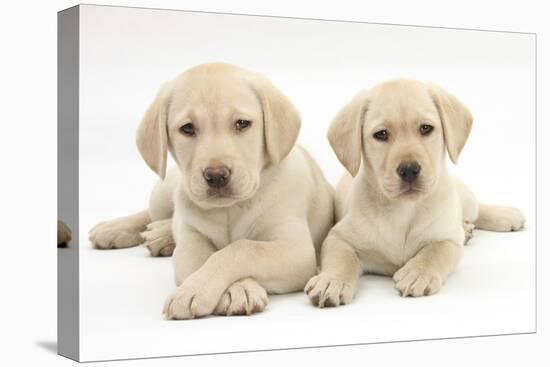 Yellow Labrador Retriever Puppies, 9 Weeks-Mark Taylor-Stretched Canvas