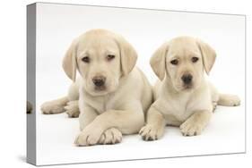 Yellow Labrador Retriever Puppies, 9 Weeks-Mark Taylor-Stretched Canvas