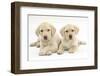 Yellow Labrador Retriever Puppies, 9 Weeks-Mark Taylor-Framed Photographic Print