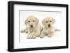 Yellow Labrador Retriever Puppies, 9 Weeks-Mark Taylor-Framed Photographic Print