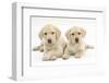 Yellow Labrador Retriever Puppies, 9 Weeks-Mark Taylor-Framed Photographic Print