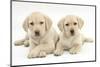 Yellow Labrador Retriever Puppies, 9 Weeks-Mark Taylor-Mounted Photographic Print