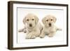 Yellow Labrador Retriever Puppies, 9 Weeks-Mark Taylor-Framed Photographic Print