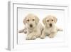 Yellow Labrador Retriever Puppies, 9 Weeks-Mark Taylor-Framed Photographic Print