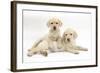 Yellow Labrador Retriever Puppies, 9 Weeks-Mark Taylor-Framed Photographic Print