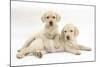 Yellow Labrador Retriever Puppies, 9 Weeks-Mark Taylor-Mounted Photographic Print