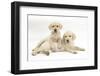 Yellow Labrador Retriever Puppies, 9 Weeks-Mark Taylor-Framed Photographic Print