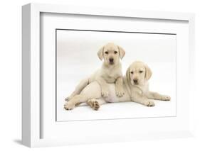 Yellow Labrador Retriever Puppies, 9 Weeks-Mark Taylor-Framed Photographic Print