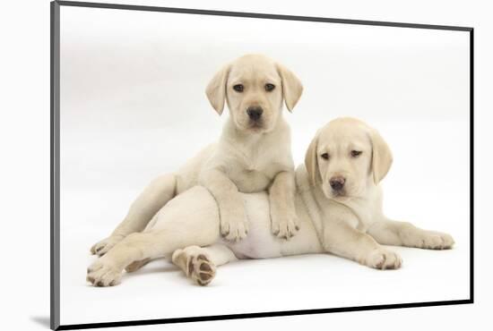 Yellow Labrador Retriever Puppies, 9 Weeks-Mark Taylor-Mounted Photographic Print