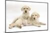 Yellow Labrador Retriever Puppies, 9 Weeks-Mark Taylor-Mounted Photographic Print