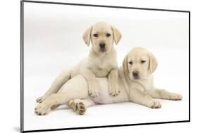 Yellow Labrador Retriever Puppies, 9 Weeks-Mark Taylor-Mounted Photographic Print