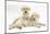 Yellow Labrador Retriever Puppies, 9 Weeks-Mark Taylor-Mounted Photographic Print