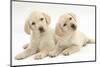 Yellow Labrador Retriever Puppies, 9 Weeks-Mark Taylor-Mounted Photographic Print