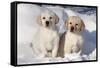 Yellow Labrador Retriever Puppies Sitting in Snow, St. Charles, Illinois, USA-Lynn M^ Stone-Framed Stretched Canvas