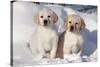 Yellow Labrador Retriever Puppies Sitting in Snow, St. Charles, Illinois, USA-Lynn M^ Stone-Stretched Canvas