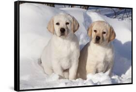 Yellow Labrador Retriever Puppies Sitting in Snow, St. Charles, Illinois, USA-Lynn M^ Stone-Framed Stretched Canvas