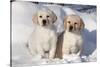 Yellow Labrador Retriever Puppies Sitting in Snow, St. Charles, Illinois, USA-Lynn M^ Stone-Stretched Canvas