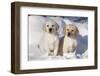 Yellow Labrador Retriever Puppies Sitting in Snow, St. Charles, Illinois, USA-Lynn M^ Stone-Framed Photographic Print