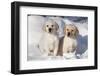 Yellow Labrador Retriever Puppies Sitting in Snow, St. Charles, Illinois, USA-Lynn M^ Stone-Framed Photographic Print