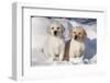 Yellow Labrador Retriever Puppies Sitting in Snow, St. Charles, Illinois, USA-Lynn M^ Stone-Framed Photographic Print