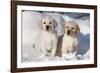 Yellow Labrador Retriever Puppies Sitting in Snow, St. Charles, Illinois, USA-Lynn M^ Stone-Framed Photographic Print