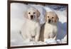 Yellow Labrador Retriever Puppies Sitting in Snow, St. Charles, Illinois, USA-Lynn M^ Stone-Framed Photographic Print