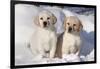 Yellow Labrador Retriever Puppies Sitting in Snow, St. Charles, Illinois, USA-Lynn M^ Stone-Framed Photographic Print