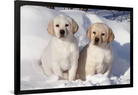 Yellow Labrador Retriever Puppies Sitting in Snow, St. Charles, Illinois, USA-Lynn M^ Stone-Framed Photographic Print