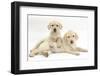 Yellow Labrador Retriever Pupppies, 9 Weeks-Mark Taylor-Framed Photographic Print